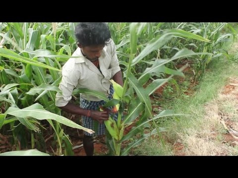 Farm fresh corn cooking in a open flame in my village / VILLAGE FOOD FACTORY