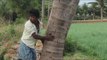 My friend theft Tender coconut in my village (Amazing taste) / VILLAGE FOOD FACTORY