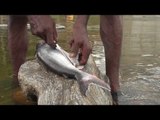 BIG FISH cleaning and cooking in nature stove at nature location / VILLAGE FOOD FACTORY