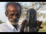 My daddy cleaning and cooking cat fish in my village / VILLAGE FOOD FACTORY