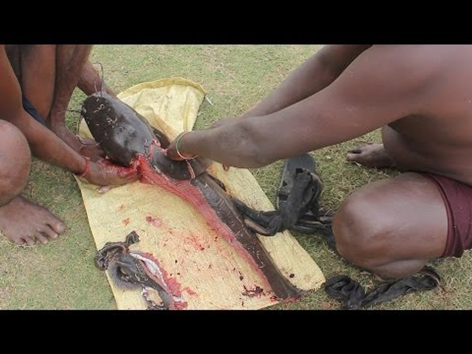 BIG CAT FISH catching cleaning and cooking in my village / Prepared by my daddy friends