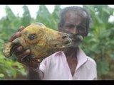 Lamb head kulambu prepare my daddy in my village / VILLAGE FOOD FACTORY