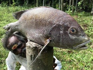 PEARL SPOT FISH fry prepared by my Daddy ARUMUGAM  / BIG Full FISH Fry / Village food factory