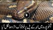 Venomous snake found on river bridge in Sheikupura