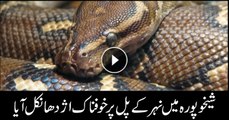 Venomous snake found on river bridge in Sheikupura