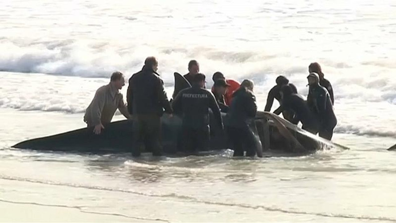 Argentinos unem-se no salvamento de orcas em Mar del Ajo