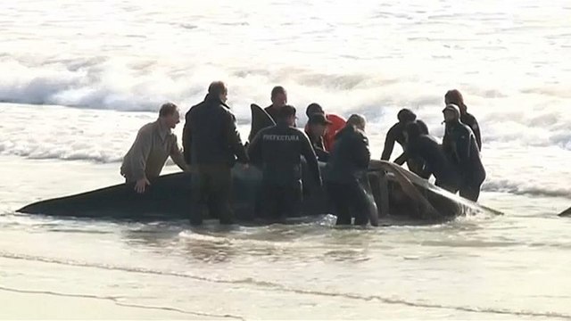 Argentinos unem-se no salvamento de orcas em Mar del Ajo