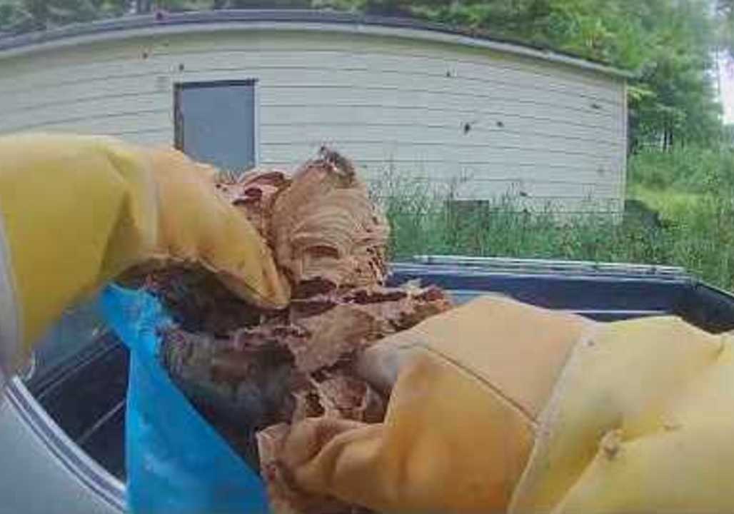 Giant Hornet Nest Exterminated From Car