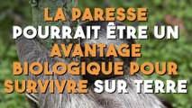 La paresse pourrait être un avantage biologique pour survivre sur Terre !