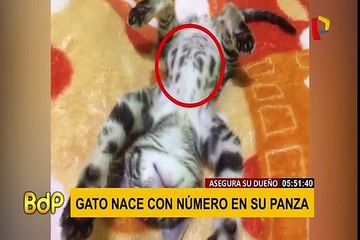 Villa El Salvador: el misterio del gato que nació con una secuencia de números en su cuerpo