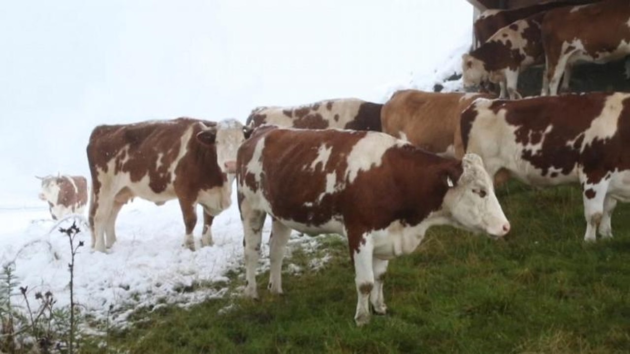 Austria: dopo il caldo record, ecco la neve