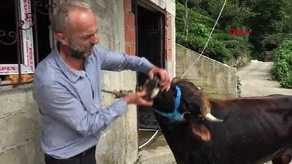 Rize'den Trabzon'a yüzen boğanın sahibi kararını verdi: Komando olmaya aday