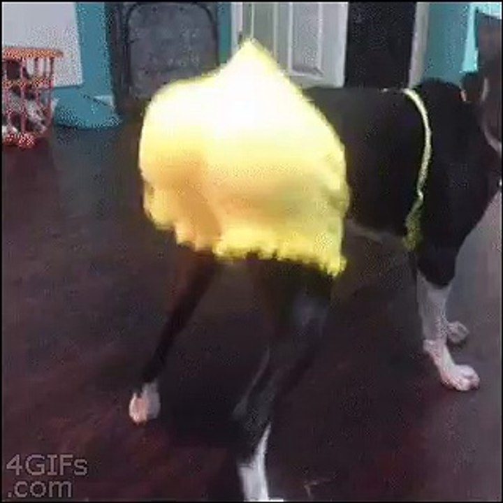 This Dog is Crazy