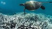 ‘Coral Godfather’ Says Great Barrier Reef Is Headed Toward ‘Massive Death’