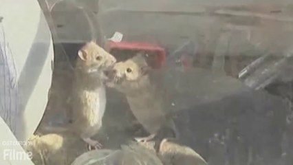 Zwei Mäuse in einem alten Auto leben