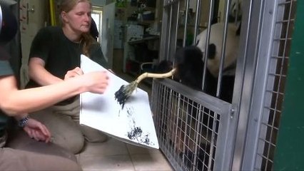 A painting panda in Vienna Zoo