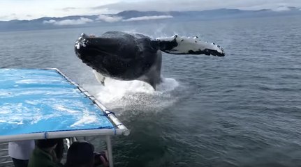 Une baleine surprend des touristes en sautant sur leur bateau