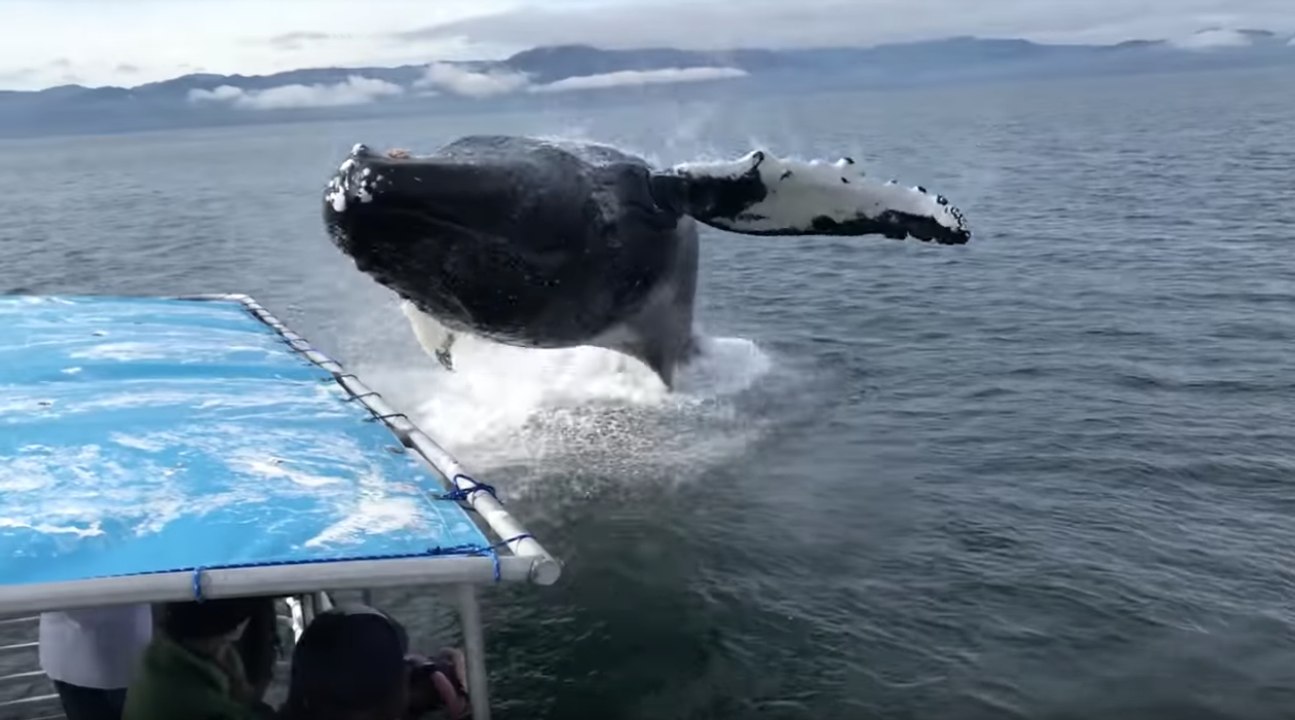 Une baleine surprend des touristes en sautant sur leur bateau