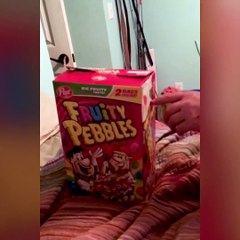 I still wonder why they love boxes so much Follow Howlers for more!