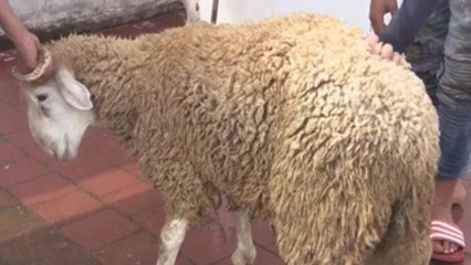 Marruecos sacrifica cuatro millones de carneros por el Eid al Adha