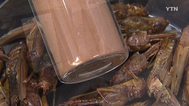 곤충 추출물, 비알코올성 지방간 개선 효과 입증 / YTN