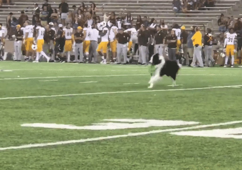 Kicking Tee-Retrieving 'Wonder Dog' Steals the Show at College Football Game