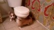 Guarding the hooman toilet is a 24/7 job.Find your favorite new pet-friendly hangout on Waggle's app: