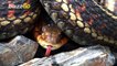 A new 'super snake' appears to be slithering around the Everglades