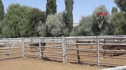 Kayseri Elde Kalan Büyük ve Küçükbaşlar Ktb'nin Pazarında Satılıyor Hd