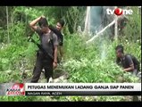Polisi Aceh Musnahkan Satu Hektar Ladang Ganja Siap Panen