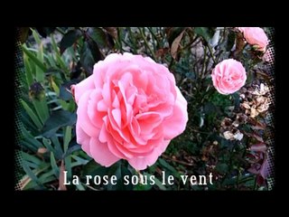 La rose sous le vent