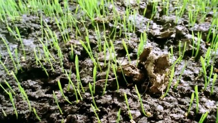 Drogen – Eine Weltgeschichte (1/2) | Ganze Folge Terra X mit Harald Lesch