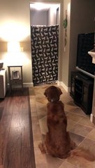 Este hombre le hace una bonita sorpresa a su perro