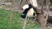A panda a day, keeps the sorrow away. I know Fu Lai is totally safe, but I still feel nervous when watching this!