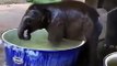 Un éléphanteau qui adore prendre son bain