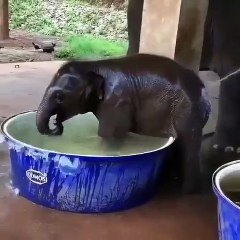 Download Video: Un éléphanteau qui adore prendre son bain