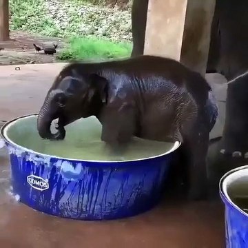 Un éléphanteau qui adore prendre son bain