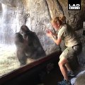 Un gorille imite son soigneur et c'est adorable
