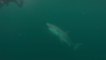 Un grand requin blanc s'approche pour mordre un plongeur