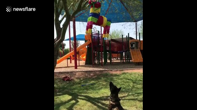Watch a dog make several amazing leaps to take down a piñata full of tennis balls