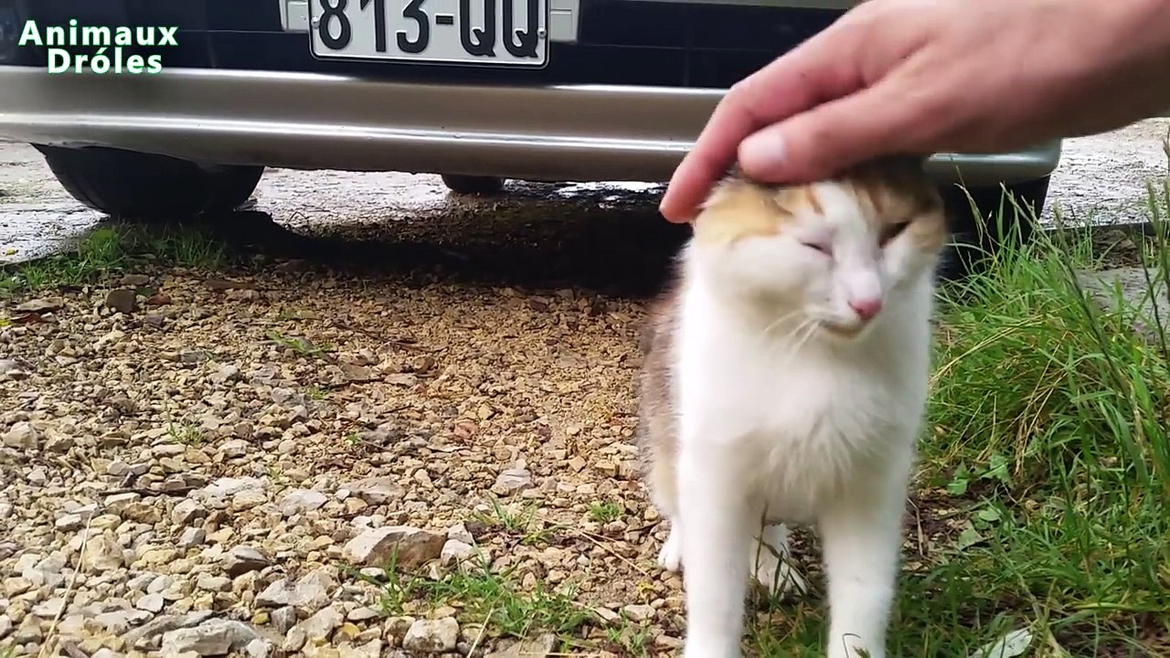 Chat mignon demande à être choyé - mignon et drôle animaux Animaux