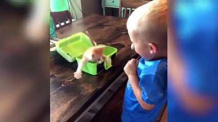 Most Amazing Kitten Video Compilation July 2018 | Funny Pet Videos