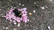 Ants Appear to Hold Funeral For Bee