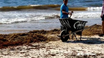 Seaweed invasion on Mexico's Caribbean coast