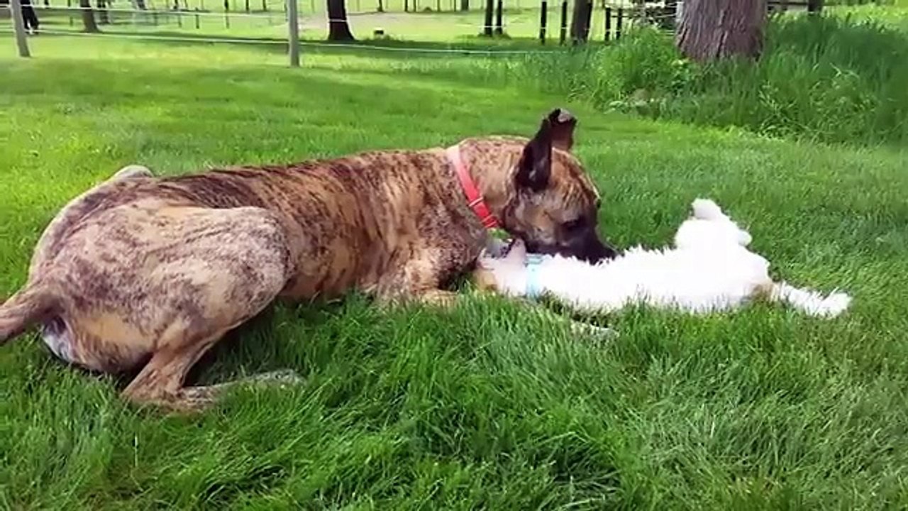 Cutest Adorable Pets Compilation July 2018