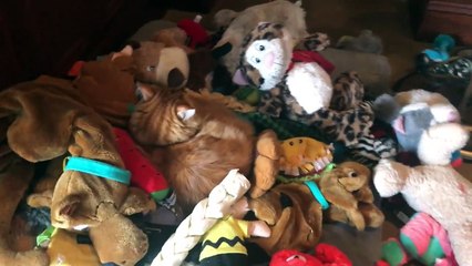 Cat looks like E.T. in Great Dane's toy box bed