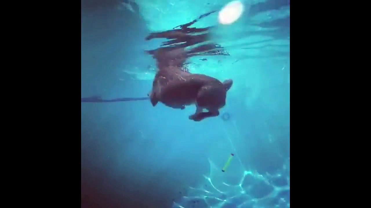 Diving Labrador fetches pool toy from deep end