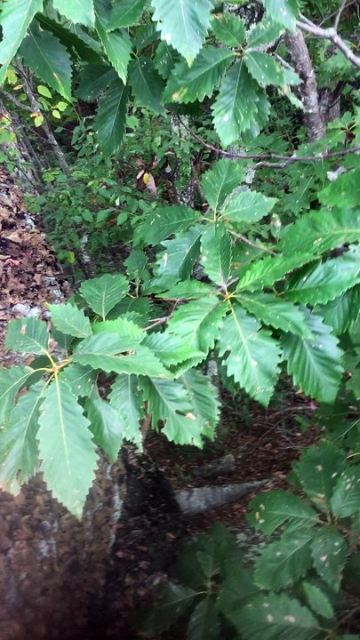 Brian Ghilliotti: Discovering second group of stones consisting of "Waramaug's Rock"
