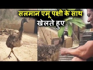 वीडियो - सलमान खान रेस 3 शूट के दौरान दिखाई दिए एमु पक्षी के साथ खेलते हुए