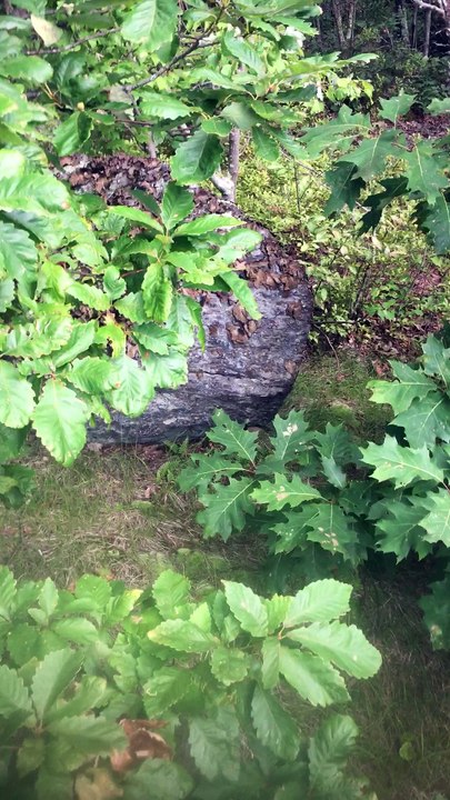 Brian Ghilliotti: Discovering second cluster of stones making up "Waramaug's Rock"